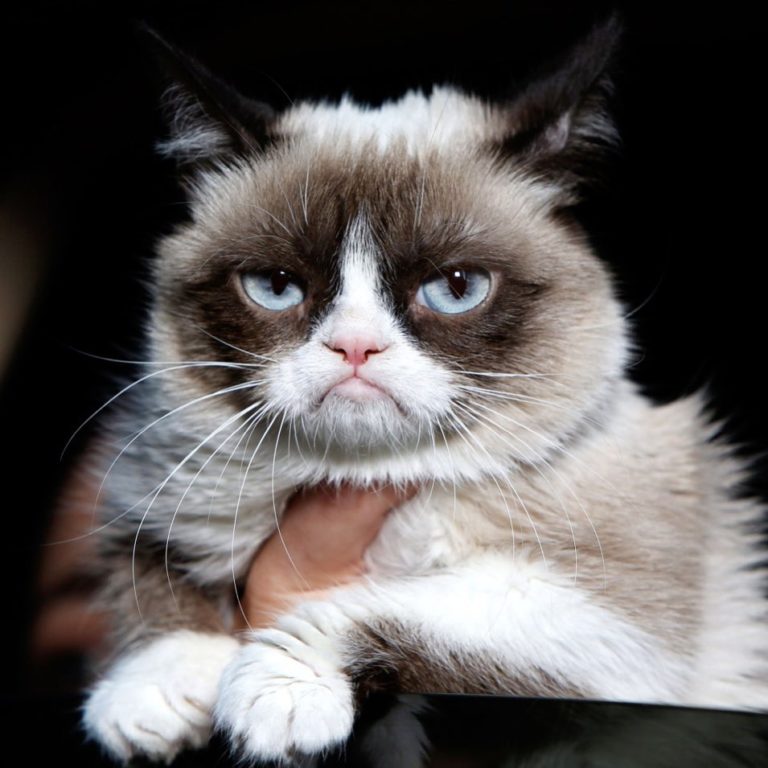 Grumpy Cat internet legend dies