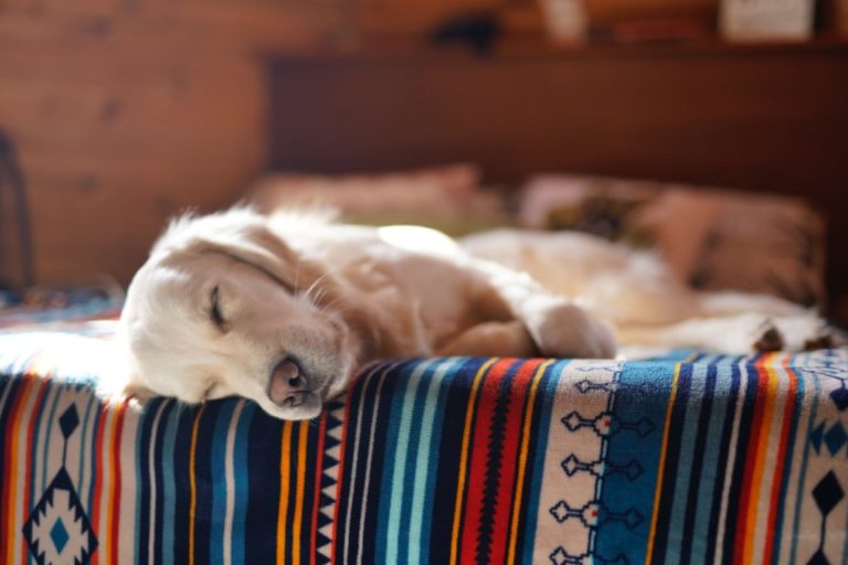 Scientists Think They Know What Dogs Dream About And We’re Sobbing