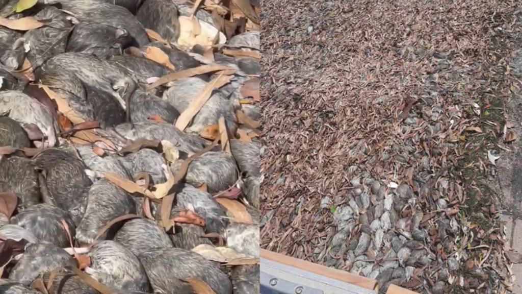 Thousands Of Rats Plague Aussie Town